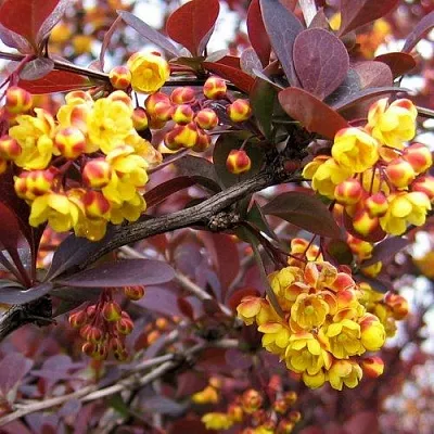 Барбарис СУПЕРБА оттавский   Барбарис СУПЕРБА оттавский  в Великом Новгороде