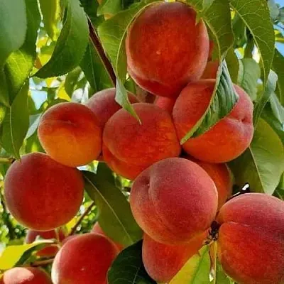 Персик ПОСОЛ МИРА в Великом Новгороде