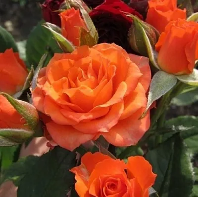 Саженцы роз АЛЕГРИЯ спрей в Великом Новгороде