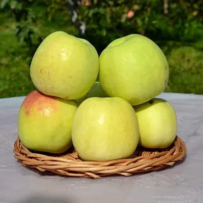 Яблоня БИРСКОЕ ГРУШЕВОЕ (БИЧИК)  Яблоня БИРСКОЕ ГРУШЕВОЕ (БИЧИК) в Великом Новгороде
