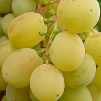 Виноград ТАЛИСМАН в Великом Новгороде