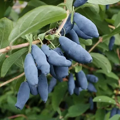 Жимолость съедобная ТОМИ японская  Жимолость съедобная ТОМИ японская в Великом Новгороде