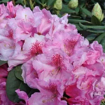 Рододендрон КЛАУДИУС в Великом Новгороде