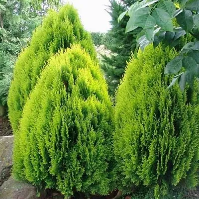 Туя восточная в Великом Новгороде