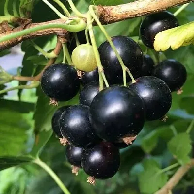 Смородина чёрная ДАБРАДЗЕЯ  Смородина чёрная ДАБРАДЗЕЯ в Великом Новгороде