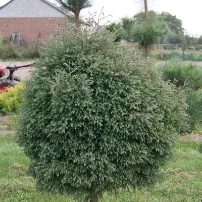 Туя вересковидная в Великом Новгороде
