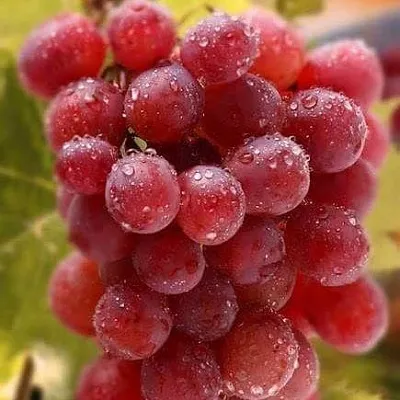 Ранние сорта  Ранние сорта в Великом Новгороде