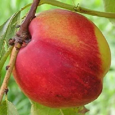 Нектарин СТАРК РЕД ГОЛД  Нектарин СТАРК РЕД ГОЛД в Великом Новгороде