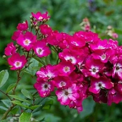 Саженцы роз МАРДЖОРИ ФЕЙР полиантовая в Великом Новгороде