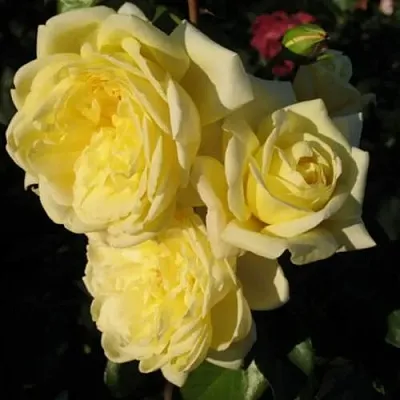 Саженцы роз КАЗИНО плетистая  Саженцы роз КАЗИНО плетистая в Великом Новгороде