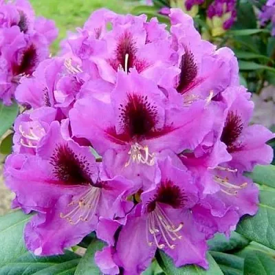 Рододендрон РАСПУТИН в Великом Новгороде