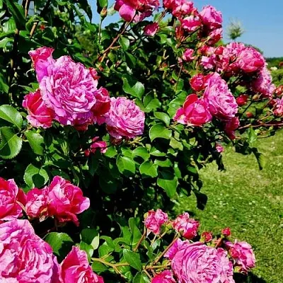 Саженцы роз ИНЕС САСТР плетистая  Саженцы роз ИНЕС САСТР плетистая в Великом Новгороде