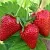 Клубника КЛОДИЯ в Великом Новгороде