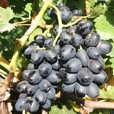 Виноград КИШМИШ АТТИКА  Виноград КИШМИШ АТТИКА в Великом Новгороде