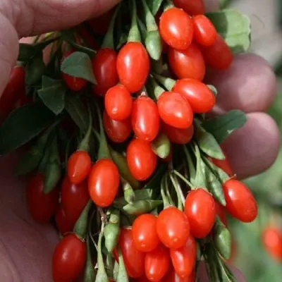 Годжи КОРЕАН БИГ — описание сорта Годжи КОРЕАН БИГ в Великом Новгороде