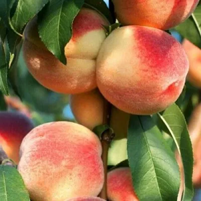 Персик ЛОЙКО 2 в Великом Новгороде