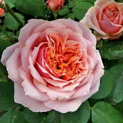 Саженцы роз ПОЛЬ БОКЮЗ шраб в Великом Новгороде