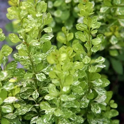 Барбарис ПАУ ВАУ тунберга  Барбарис ПАУ ВАУ тунберга в Великом Новгороде