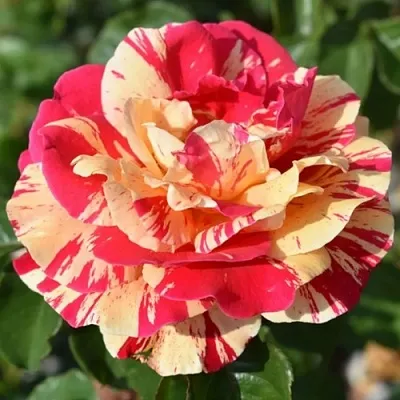 Саженцы роз ВАНИЛЛА ФРАЙЗ плетистая  Саженцы роз ВАНИЛЛА ФРАЙЗ плетистая в Великом Новгороде