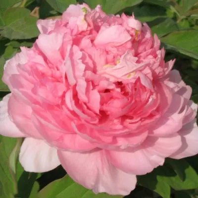 Пион ИМПЕРАТОРСКАЯ НАЛОЖНИЦА древовидный в Великом Новгороде