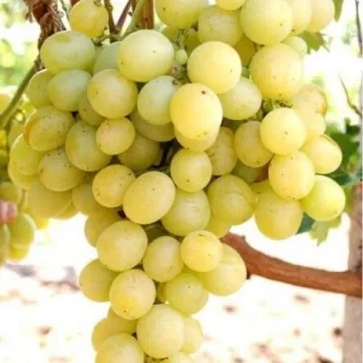 Виноград ТАЛИСМАН в Великом Новгороде