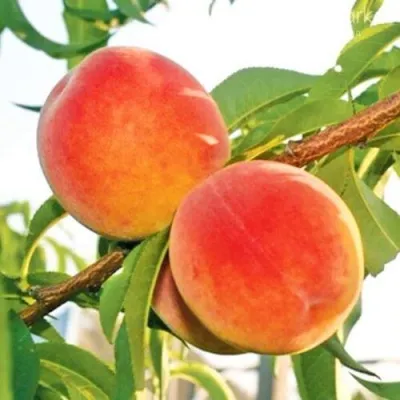 Персик ОНТАРИО — описание сорта Персик ОНТАРИО в Великом Новгороде