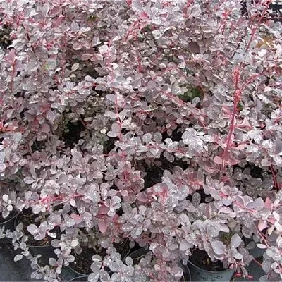 Барбарис СИЛЬВЕР МИЛЕС оттавский   Барбарис СИЛЬВЕР МИЛЕС оттавский  в Великом Новгороде