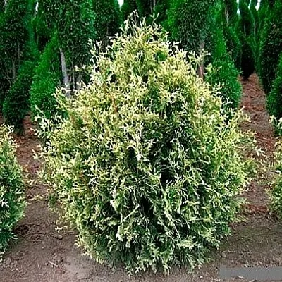 Туя ГОЛД ПЕРЛ западная в Великом Новгороде