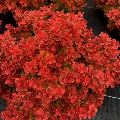 Барбарис РЕД ХОТ ЧИЛИ тунберга  Барбарис РЕД ХОТ ЧИЛИ тунберга в Великом Новгороде