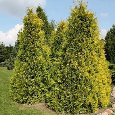 Туя АУРЕОСПИКАТА западная в Великом Новгороде