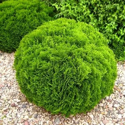 Туя ДАНИКА западная в Великом Новгороде