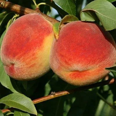 Персик МАРИЯ в Великом Новгороде