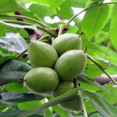 Орех маньчжурский МИЧУРИНЕЦ в Великом Новгороде