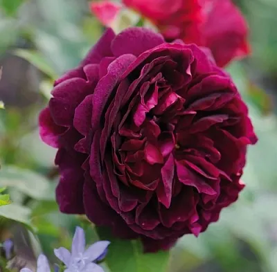 Саженцы роз МАНСТЕД ВУД английская в Великом Новгороде