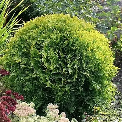 Туя ЕЛЛОУ ГЛОБ западная в Великом Новгороде