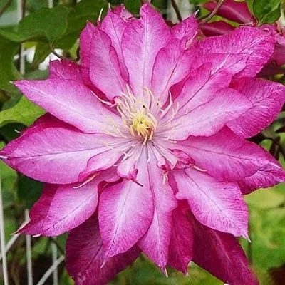 Клематис КАЕН в Великом Новгороде