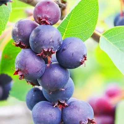 Ирга СМОУКИ  Ирга СМОУКИ в Великом Новгороде