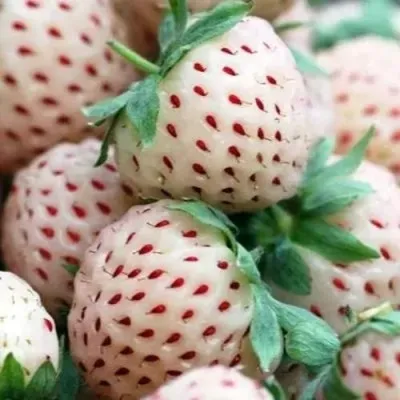 Клубника АНАНАСА ремонтантная в Великом Новгороде