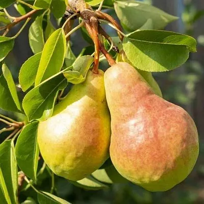 Летние сорта в Великом Новгороде