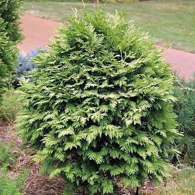 Туя ВАРЕАНА ЛЮТЕСЦЕНС западная в Великом Новгороде