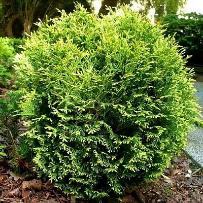 Туя ВОТЕРФИЛД западная в Великом Новгороде