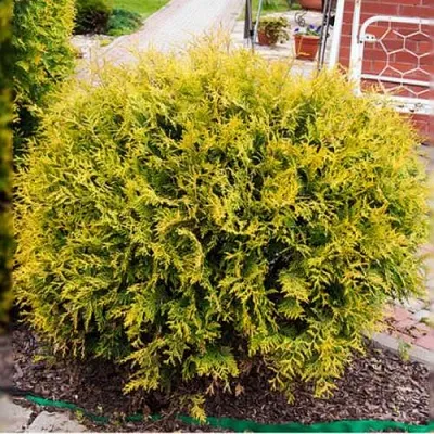 Туя КОЛЛЕРС ГОЛД складчатая в Великом Новгороде