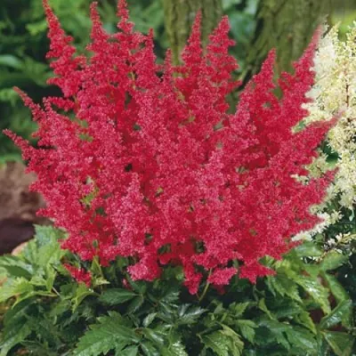 Астильба МОНТГОМЕРИ японская — описание сорта Астильба МОНТГОМЕРИ японская в Великом Новгороде