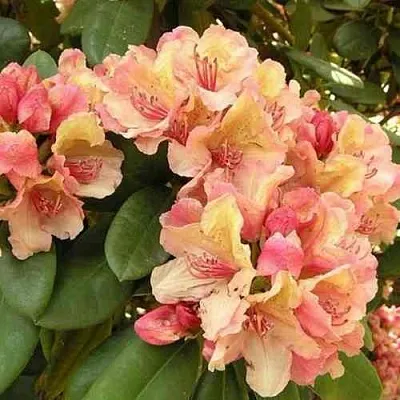 Рододендрон ФЛАУТАНДО в Великом Новгороде