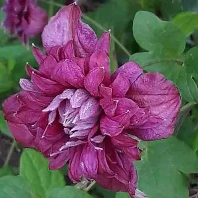 Клематис ПУРПУРЕА ПЛЕНА ЭЛЕГАНС в Великом Новгороде