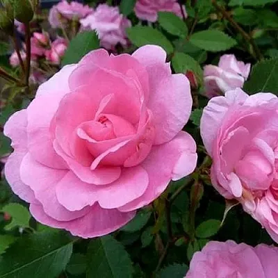 Саженцы роз ДЖОН ДЭВИС плетистая  Саженцы роз ДЖОН ДЭВИС плетистая в Великом Новгороде