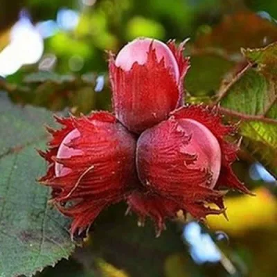 Фундук КРАСНЫЙ ЯНТАРЬ в Великом Новгороде