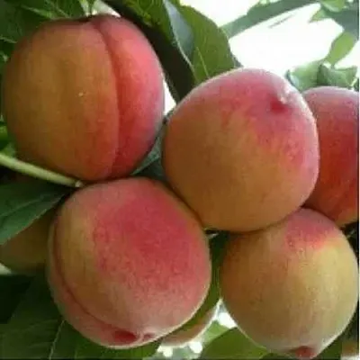 Персик ТУРИСТ в Великом Новгороде