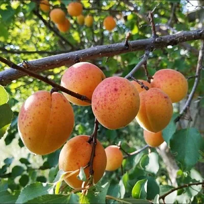 Абрикос ЖЕРДЕЛА в Великом Новгороде