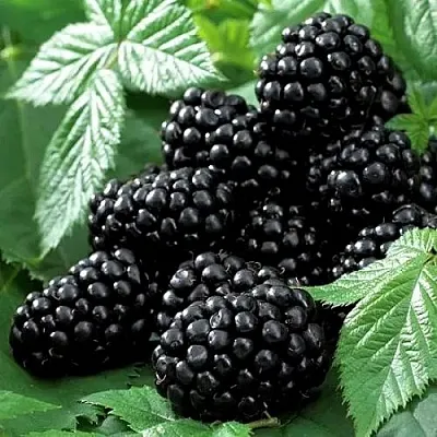 Ежевика БЛЭК БЬЮТИ  Ежевика БЛЭК БЬЮТИ в Великом Новгороде